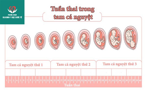 Bí mật tuyệt vời về sự phát triển của thai nhi ở từng tuần tuổi