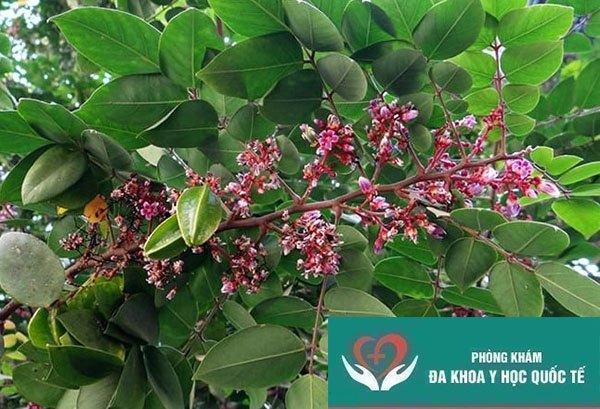 Lá khế có tác dụng gì